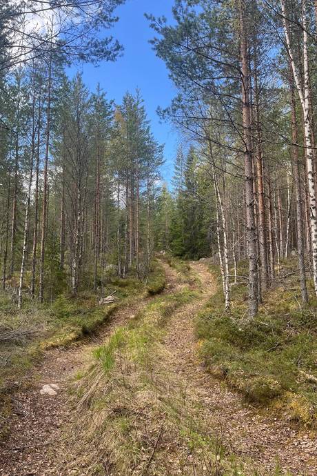 Gård med skogsbruk på Leksand Ytteråkerö 21:21 Björberget Leksands kommun - bild 8