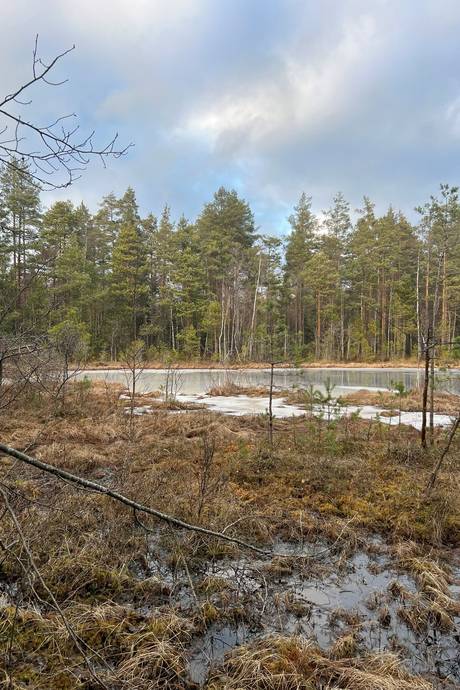 Gård/skog på Kvilleholm 131 Småland Vimmerby kommun - bild 10