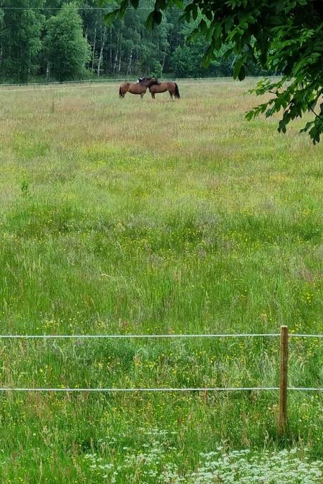 Gård utan jordbruk på Tannamsfjället 2 Tanumshede Tanums kommun - bild 9