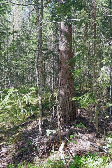 Gård med skogsbruk på Aspberget  Torsby kommun - bild 11