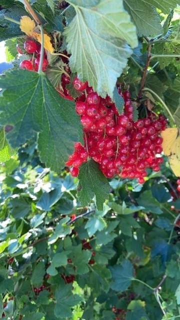 7 rum Villa på Järnbol Dammlyckan   Säffle kommun - bild 54