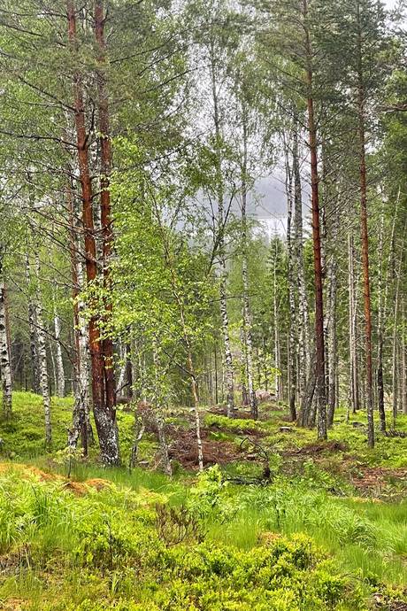 Gård/skog på LYSSÅS Karlanda Årjängs kommun - bild 12