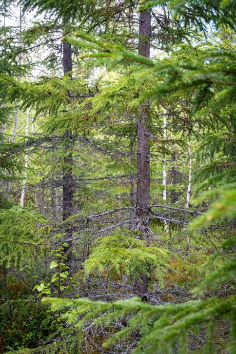 Gård med skogsbruk på Sollefteå Moflo 5:28 Moflo Sollefteå kommun - bild 16