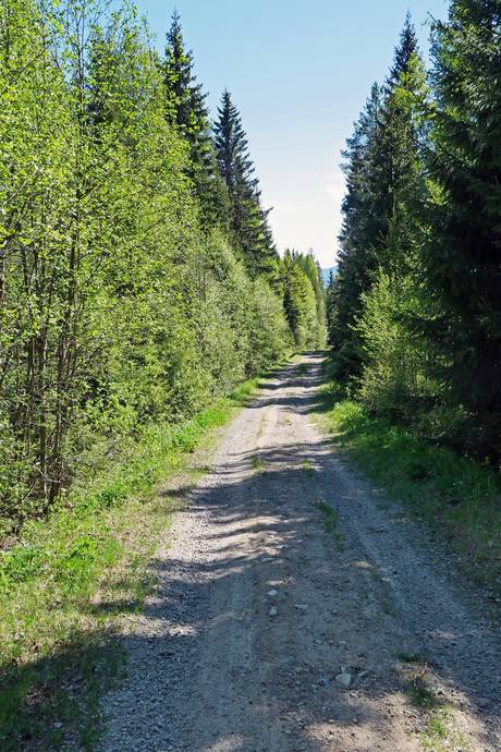 Gård med skogsbruk på Aspberget  Torsby kommun - bild 4
