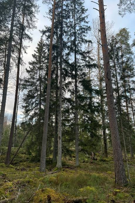 Gård/skog på Kvilleholm 131 Småland Vimmerby kommun - bild 11
