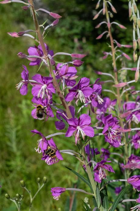 5 rum Fritidshus på Dvärgvidestigen 18 Storhogna Bergs kommun - bild 19