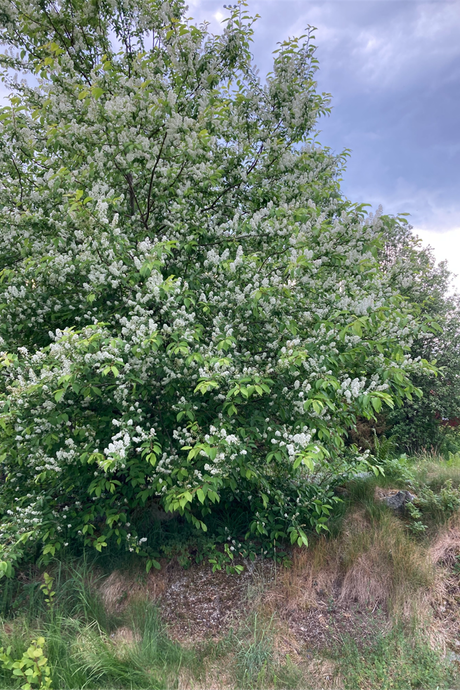 5 rum Vinterbonat fritidshus på Rådmansövägen 483B Räfsnäs Norrtälje kommun - bild 20