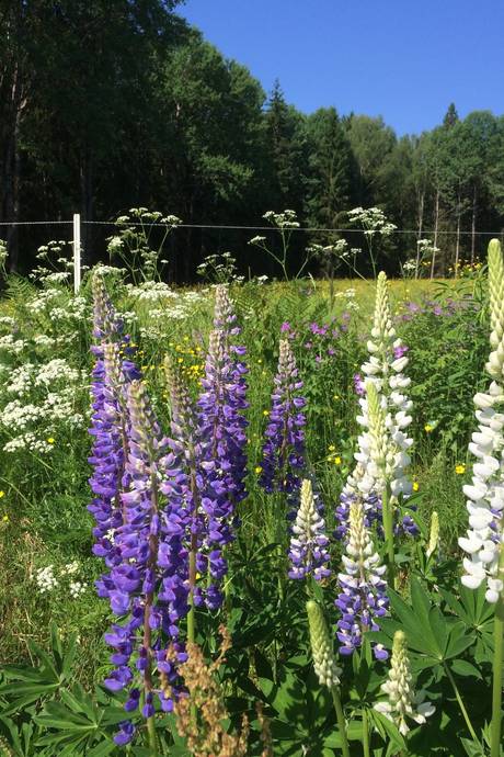 4 rum Villa på Hälletorp Åsen 1 Arvika Eda kommun - bild 48