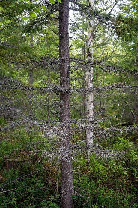 Gård med skogsbruk på Sollefteå Moflo 5:28 Moflo Sollefteå kommun - bild 15