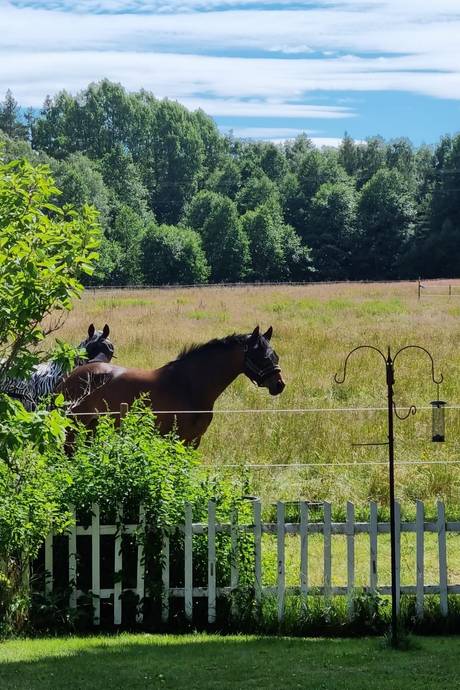 Gård utan jordbruk på Tannamsfjället 2 Tanumshede Tanums kommun - bild 8