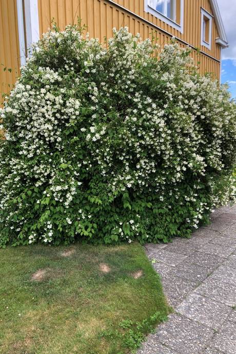 6 rum Villa på Kempegatan 22 Hörnefors Umeå kommun - bild 43