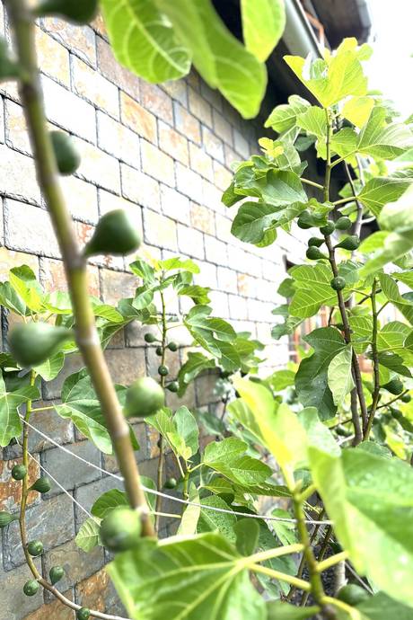 3 rum Villa på Tullgatan 3 Höganäs-Hamnområdet Höganäs kommun - bild 7