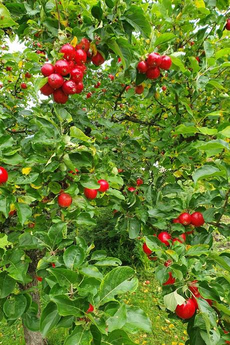 5 rum Kedjehus på Orkidégången 4 Västa Odensala Östersunds kommun - bild 22