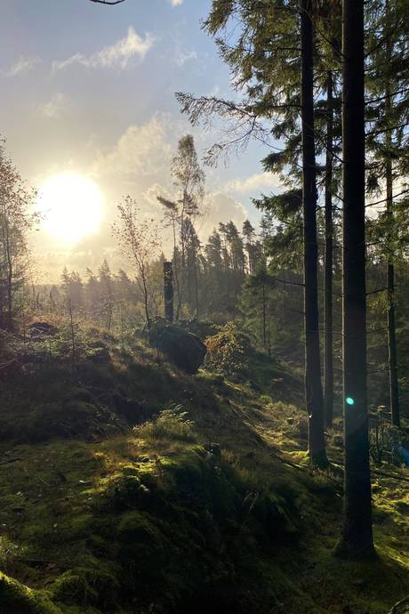 Gård/skog på Kvilleholm 131 Småland Vimmerby kommun - bild 1