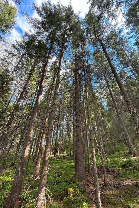 Gård med skogsbruk på Stenkällegården 1 Tiveden Karlsborgs kommun - bild 75