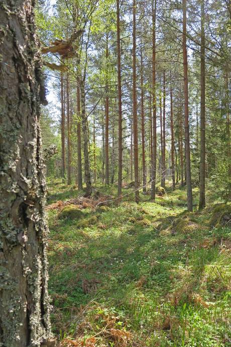Gård/skog på Norrlövsta Östhammars kommun - bild 12