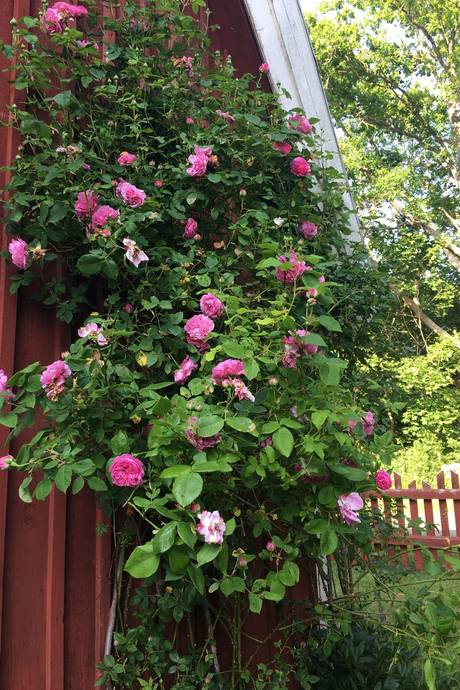 4 rum Villa på Venenäs 115 Rockneby Kalmar kommun - bild 38