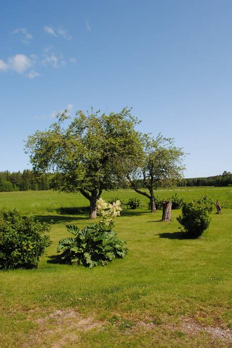 Gård med skogsbruk på Skärsjö 168 och 170 Skärsjö Heby kommun - bild 64