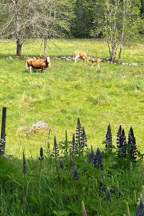 4 rum Gård/skog på Simonsryd 5 Vetlanda kommun - bild 77