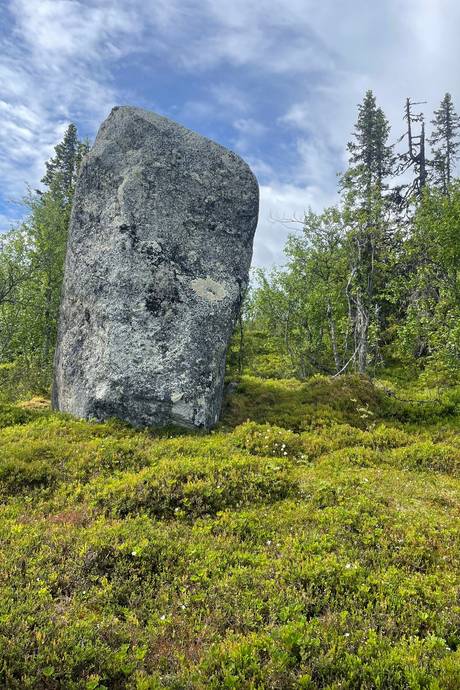 Gård med skogsbruk på Lillberg Lillberg Lycksele kommun - bild 3
