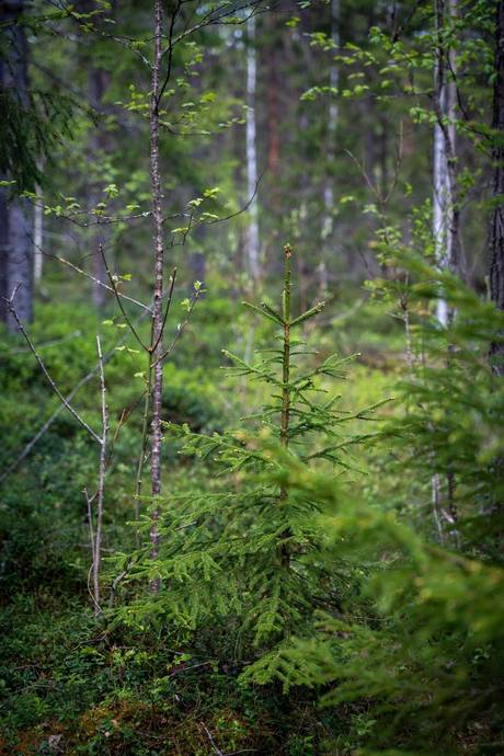 Gård med skogsbruk på Sollefteå Moflo 5:28 Moflo Sollefteå kommun - bild 9