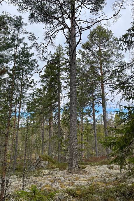 Gård med skogsbruk på Leksand Ytteråkerö 21:21 Björberget Leksands kommun - bild 18