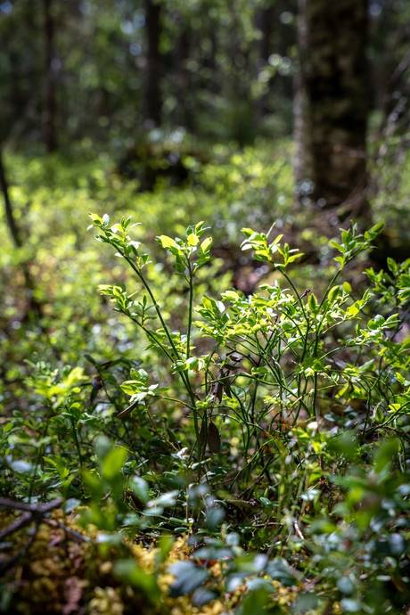 Gård med skogsbruk på Sollefteå Moflo 5:28 Moflo Sollefteå kommun - bild 22