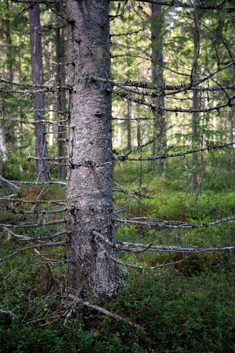 Gård med skogsbruk på Sollefteå Moflo 5:28 Moflo Sollefteå kommun - bild 8