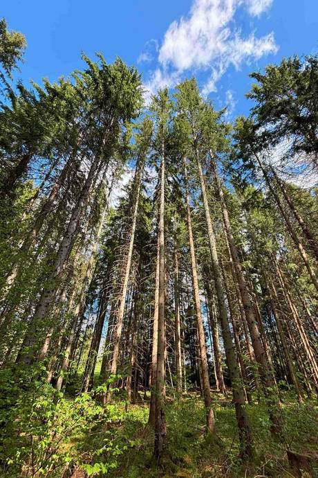 Gård med skogsbruk på Stenkällegården 1 Tiveden Karlsborgs kommun - bild 74