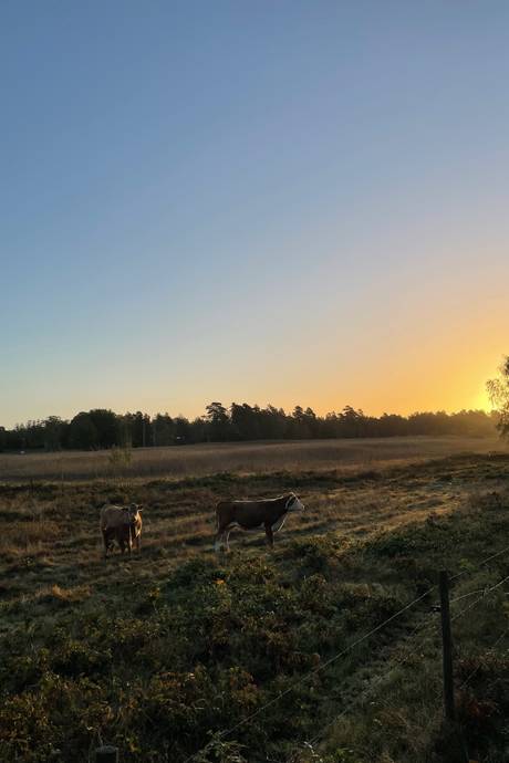4 rum Villa på Södra Korpemåla 906 Korpemåla Mönsterås kommun - bild 15