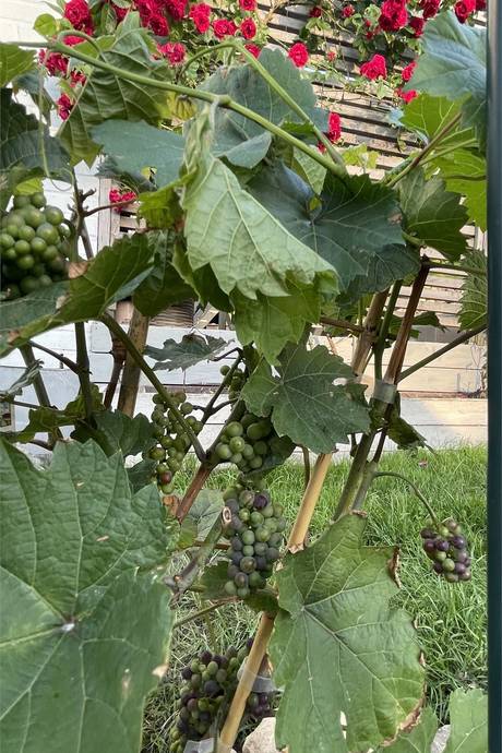 5 rum Villa på Annestorpsvägen 15 Lindome | Annestorp Mölndals kommun - bild 56