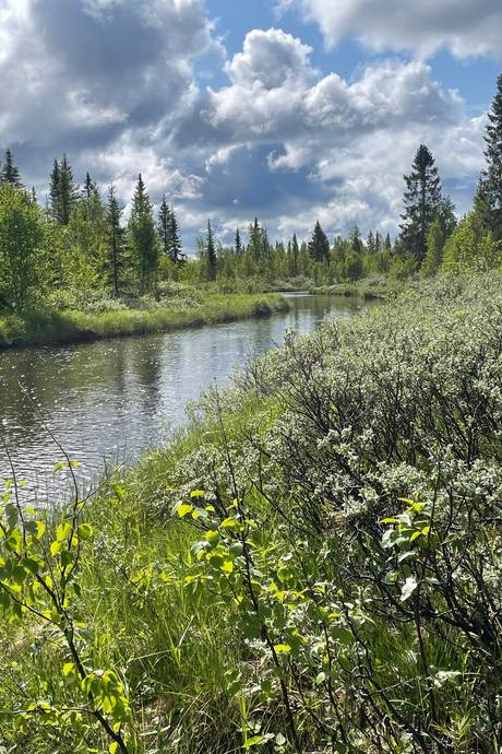 Gård med skogsbruk på Lillberg Lillberg Lycksele kommun - bild 5