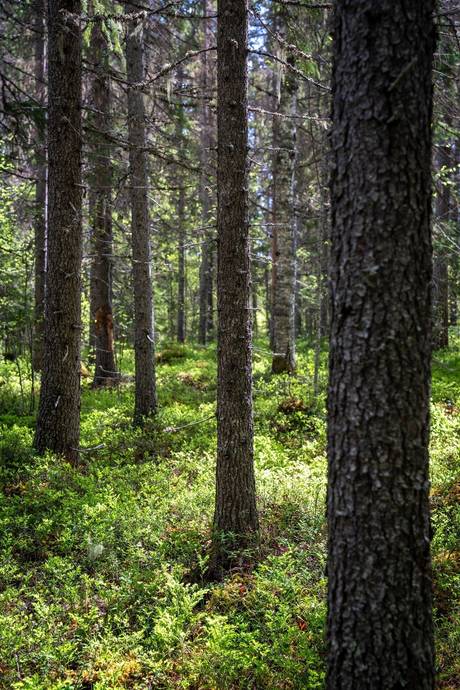 Gård med skogsbruk på Sollefteå Moflo 5:28 Moflo Sollefteå kommun - bild 21