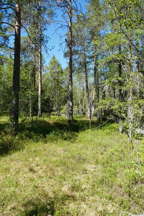 Gård med skogsbruk på Aspberget  Torsby kommun - bild 12