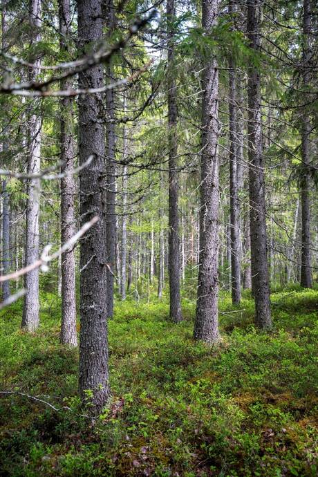 Gård med skogsbruk på Sollefteå Moflo 5:28 Moflo Sollefteå kommun - bild 25