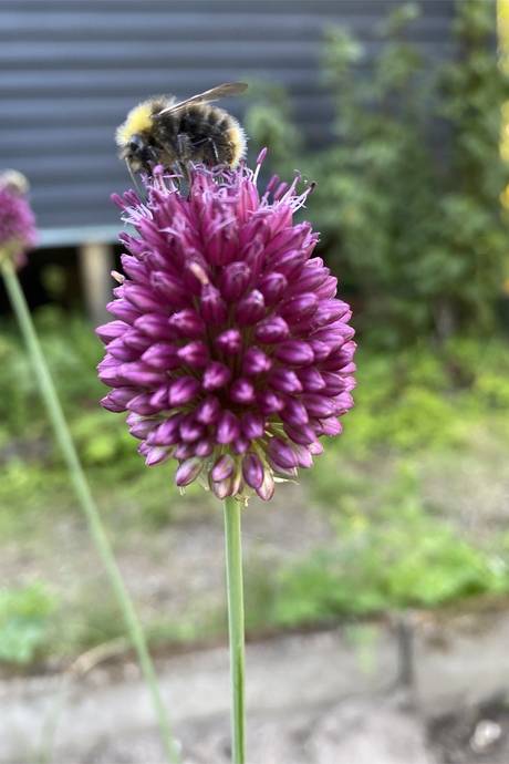 2 rum Fritidshus på Rullstensvägen 1 Enhörna Södertälje kommun - bild 42