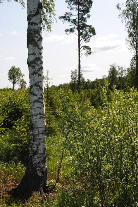 Gård med skogsbruk på Skärsjö 168 och 170 Skärsjö Heby kommun - bild 70