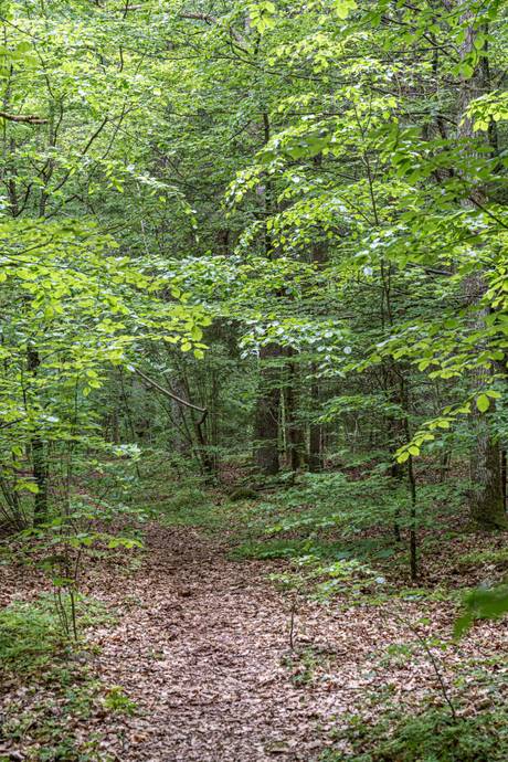 Tomt på Tormestorp Tormestorp Hässleholms kommun - bild 12