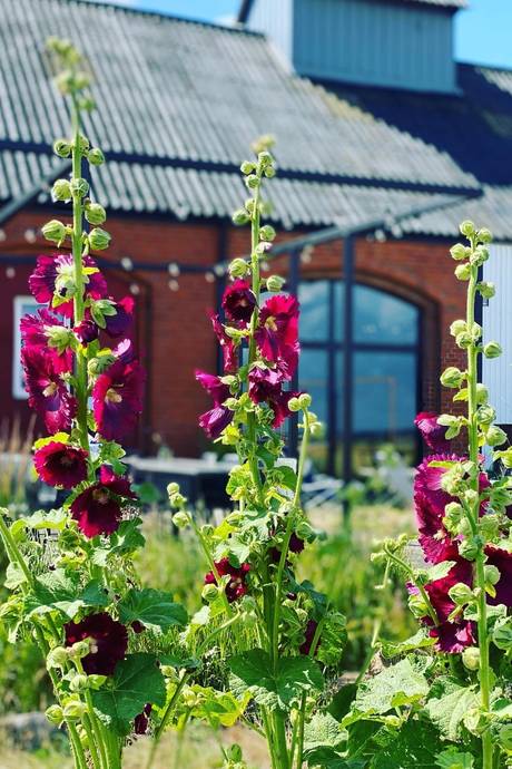 Gård utan jordbruk på Stjärnevägen 18 Gislöv Simrishamns kommun - bild 32