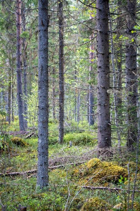 Gård med skogsbruk på Sollefteå Moflo 5:28 Moflo Sollefteå kommun - bild 7