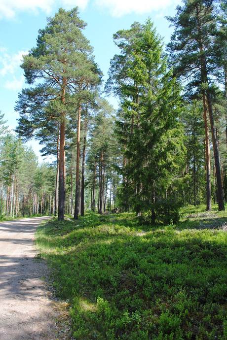Gård med skogsbruk på Skärsjö 168 och 170 Skärsjö Heby kommun - bild 65