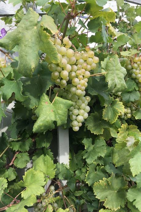 2 rum Fritidshus på Strandgräsvägen 18 Nibbla Ekerö kommun - bild 24