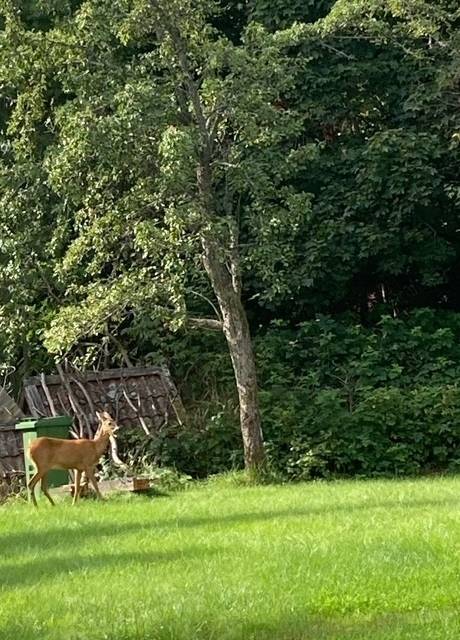 2 rum Fritidshus på Björkbyvägen 13 Kärrgruvan Norbergs kommun - bild 21