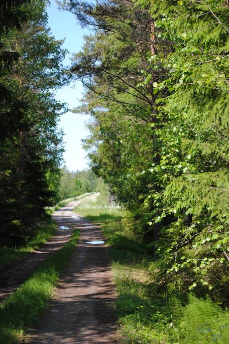 Gård med skogsbruk på Skärsjö 168 och 170 Skärsjö Heby kommun - bild 68