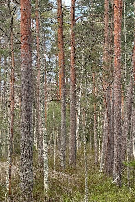 Gård/skog på Kvilleholm 131 Småland Vimmerby kommun - bild 2